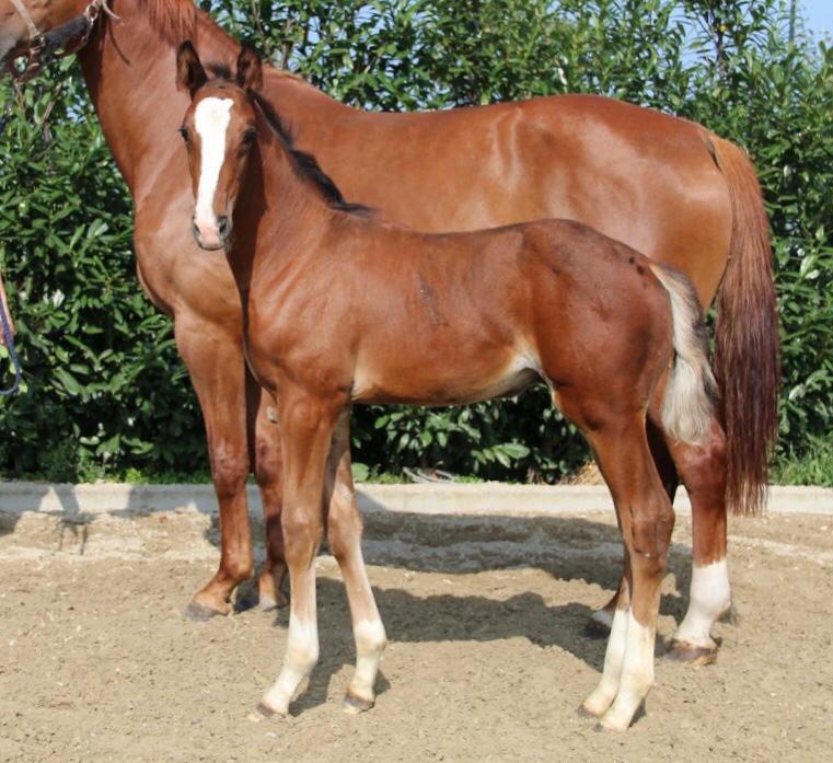 Foal by James Bond sold to Holland