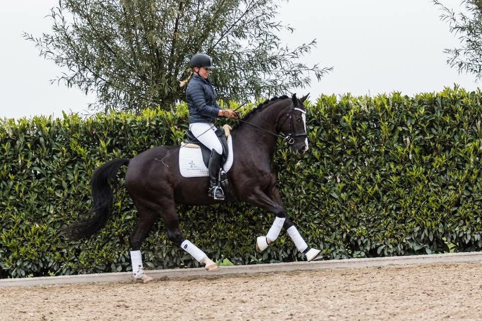 Prix St. Georges level sold to Holland