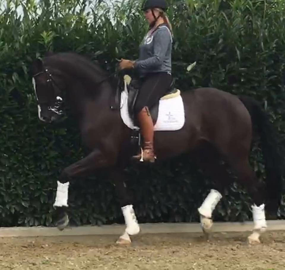 Prix St Georges level sold to Holland