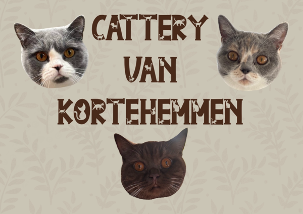 De website van catteryvankortehemmen!