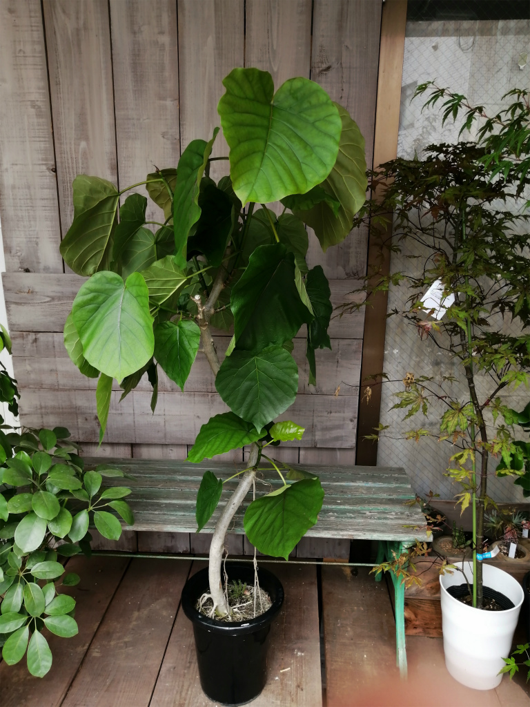 ウンベラータ 8号 中目黒から都内 全国即日配送 0点以上のおすすめサンプル掲載