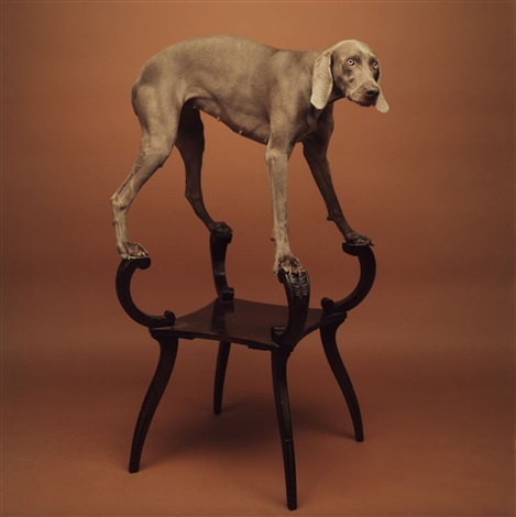 William Wegman photographes contemporains à suivre Atypic' Photo