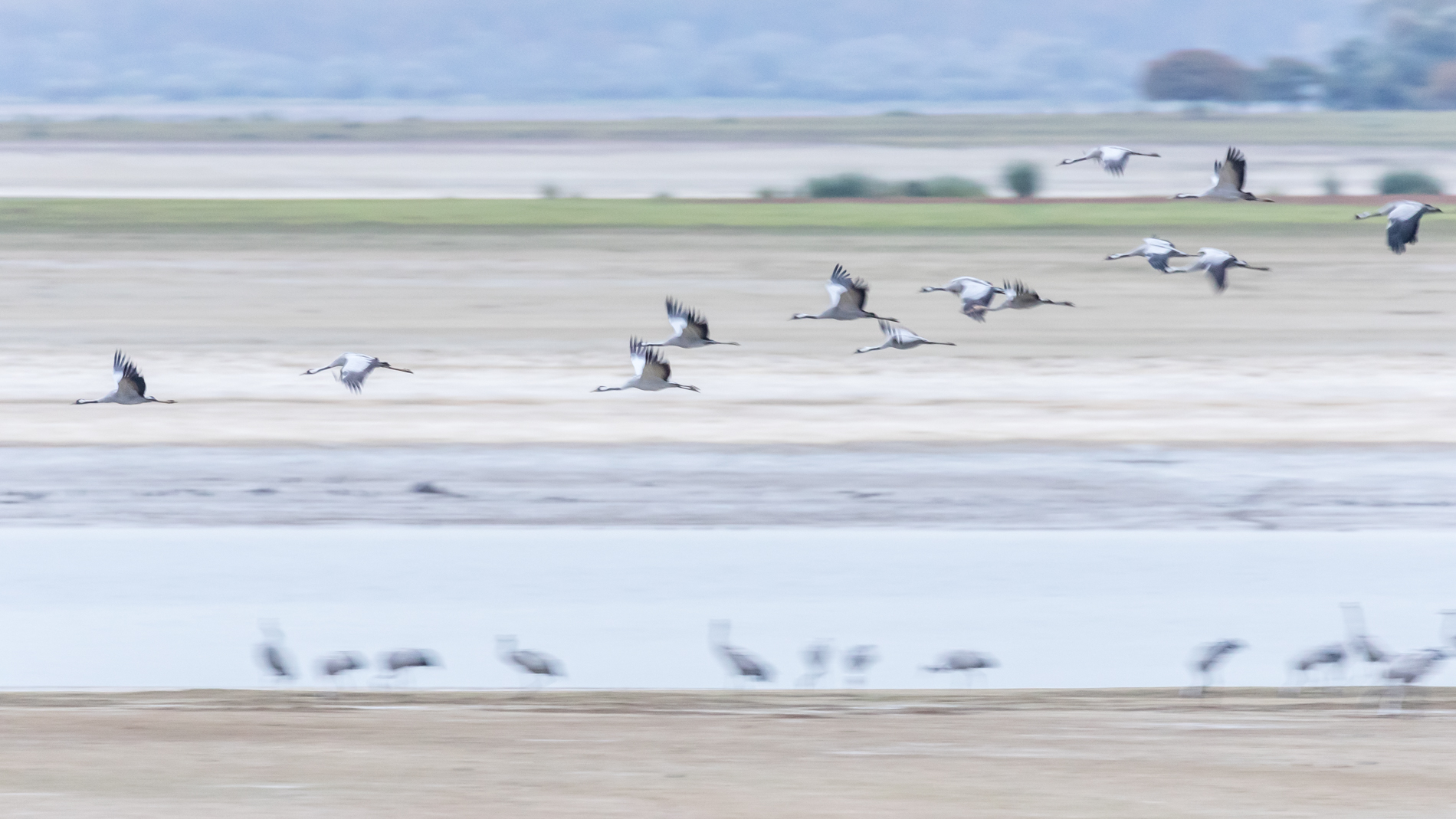 Lac du Der Kraanvogels Photography by AM Roodhooft Lac du Der Kraanvogels Photography by AM Roodhooft