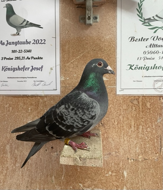 Bester Vogel im Kreis Mitte 2021 & 2023 11/11 Preise! und 2022 2. bester Vogel im Kreis Mitte