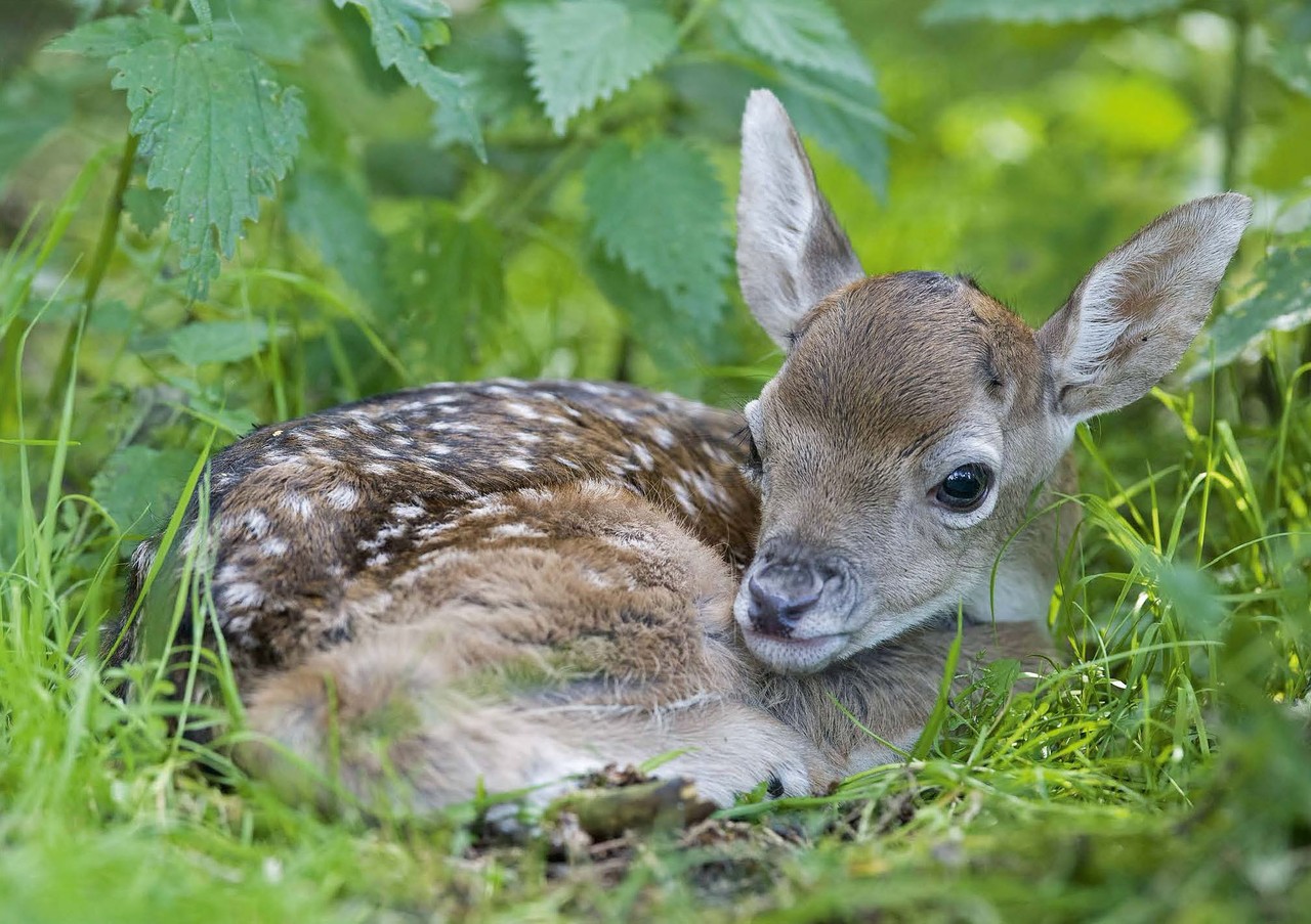 Postkarte Uber App Gestalten Versenden Hofer Fotos