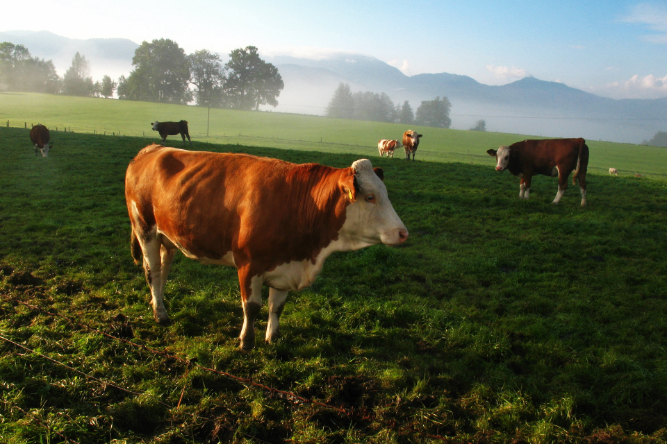 Morgenstimmung auf der Weide