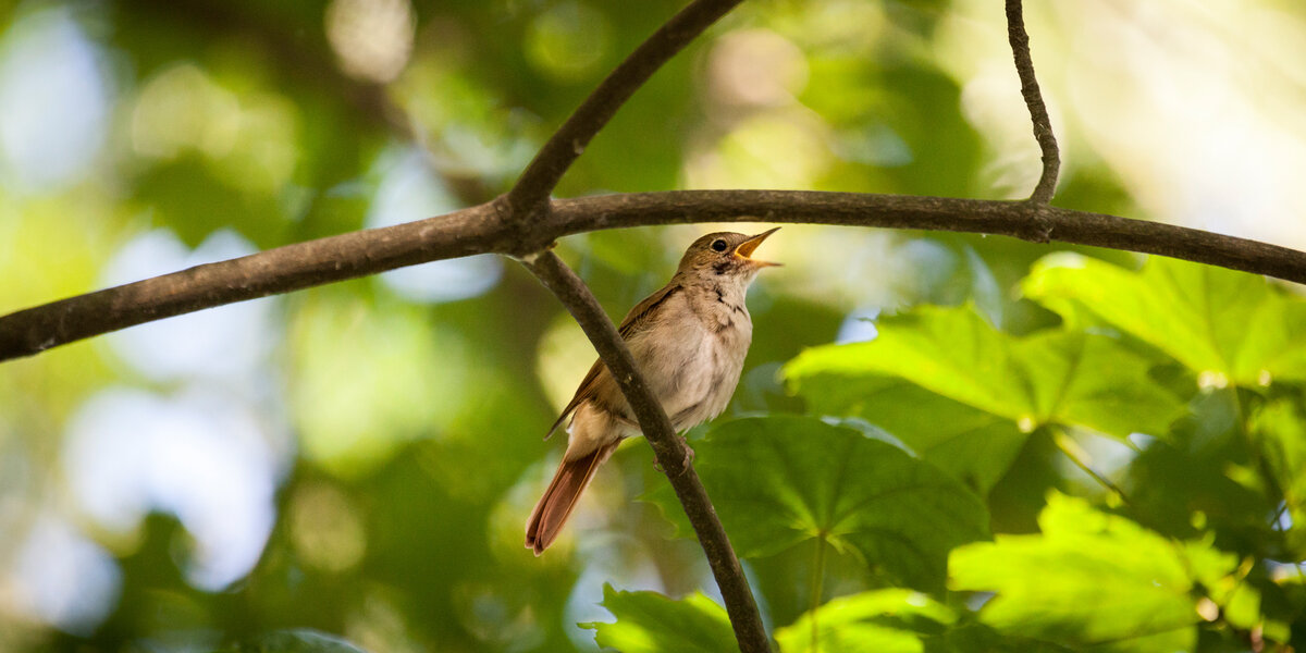 Nightingales Sanctuary