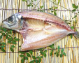 Horse mackerel