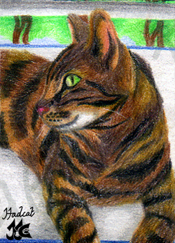 Hadcat KaKAO-card animal cat Yuki
