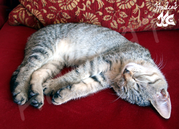 Hadcat photo KaKAO-card sleeping cat