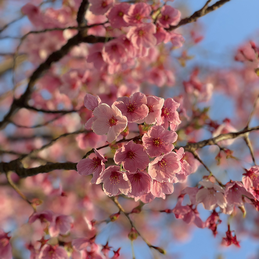 ふくい桜マラソン