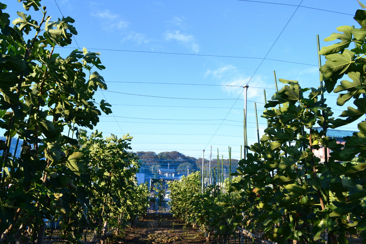 いちじく マルイファーム 朝採り野菜直売所 夏休みはブルーベリー狩り 神奈川県横浜市
