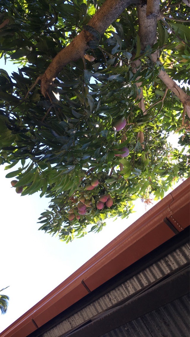 Der berühmte Mangobaum in unserem Garten, auf welchen natürlich alle Nachbarn unglaublich neidisch sind. Wir haben in den letzten zwei Monaten unübertrieben etwa vierzig Mangos geerntet.