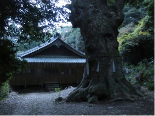 多久頭魂神社の楠