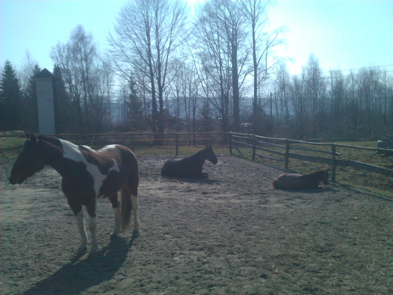 die Pferde geniesen die Sonne und die Ruhe