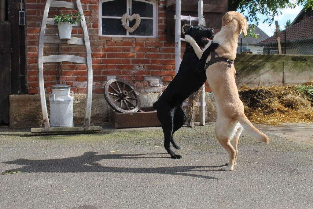 Unsere Bonnie mit Gasthund Amira beim Spielen