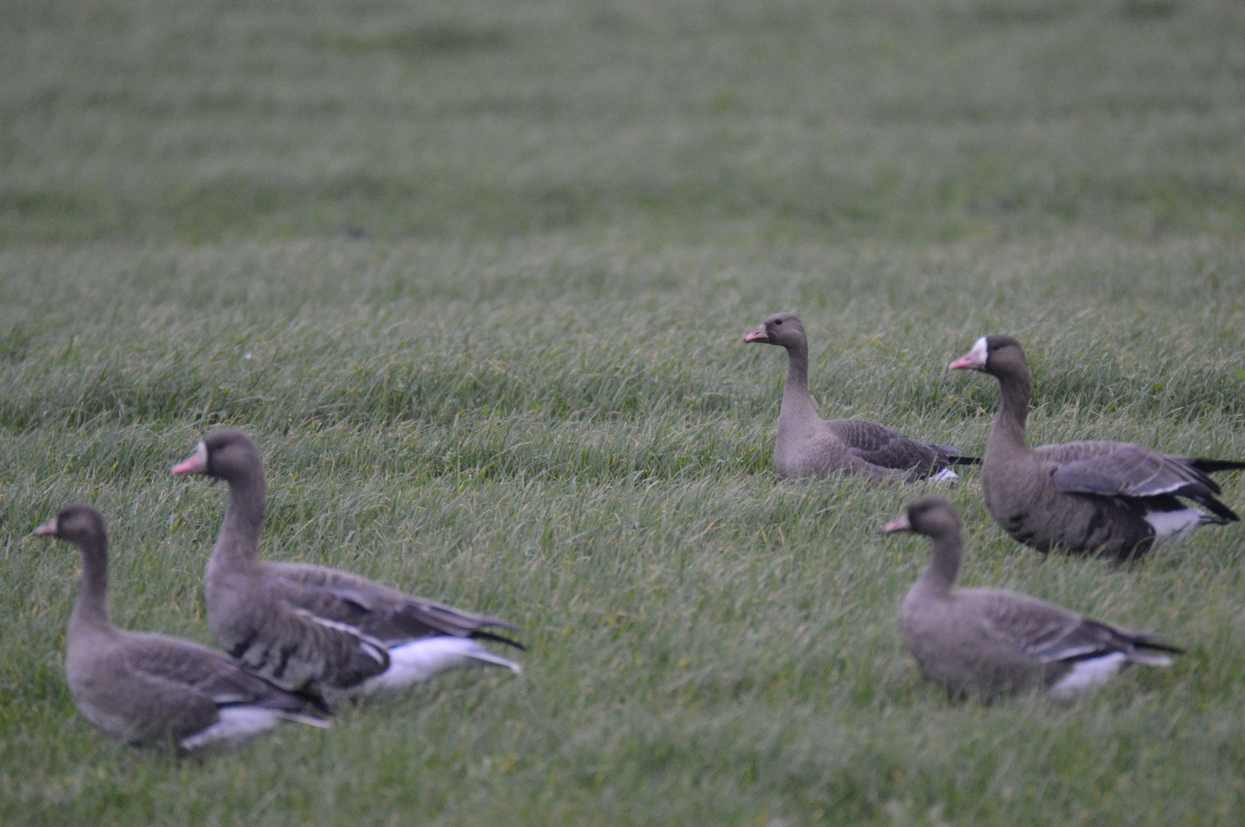 Familie Blässgans