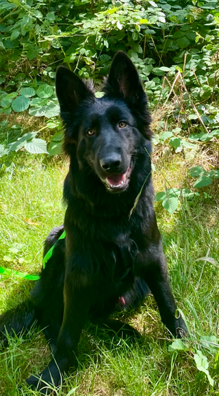 Caruso, Altdeutscher Schäferhund