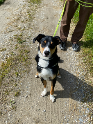 Rocky, Appenzeller-Border Colli Mix