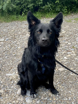 Rico, Border Colli - Appenzeller Mix
