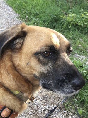 Tyson, Mischling war im ehrenamtlichen Tierheim Training bei Freie Schnauzen