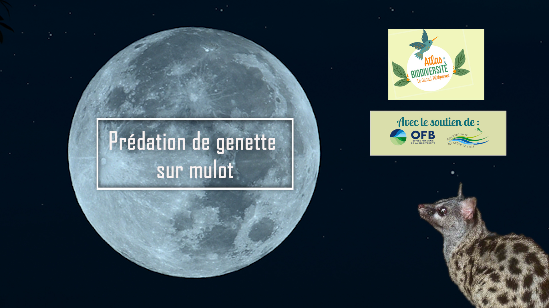 Prédation de Genette sur mulot ...