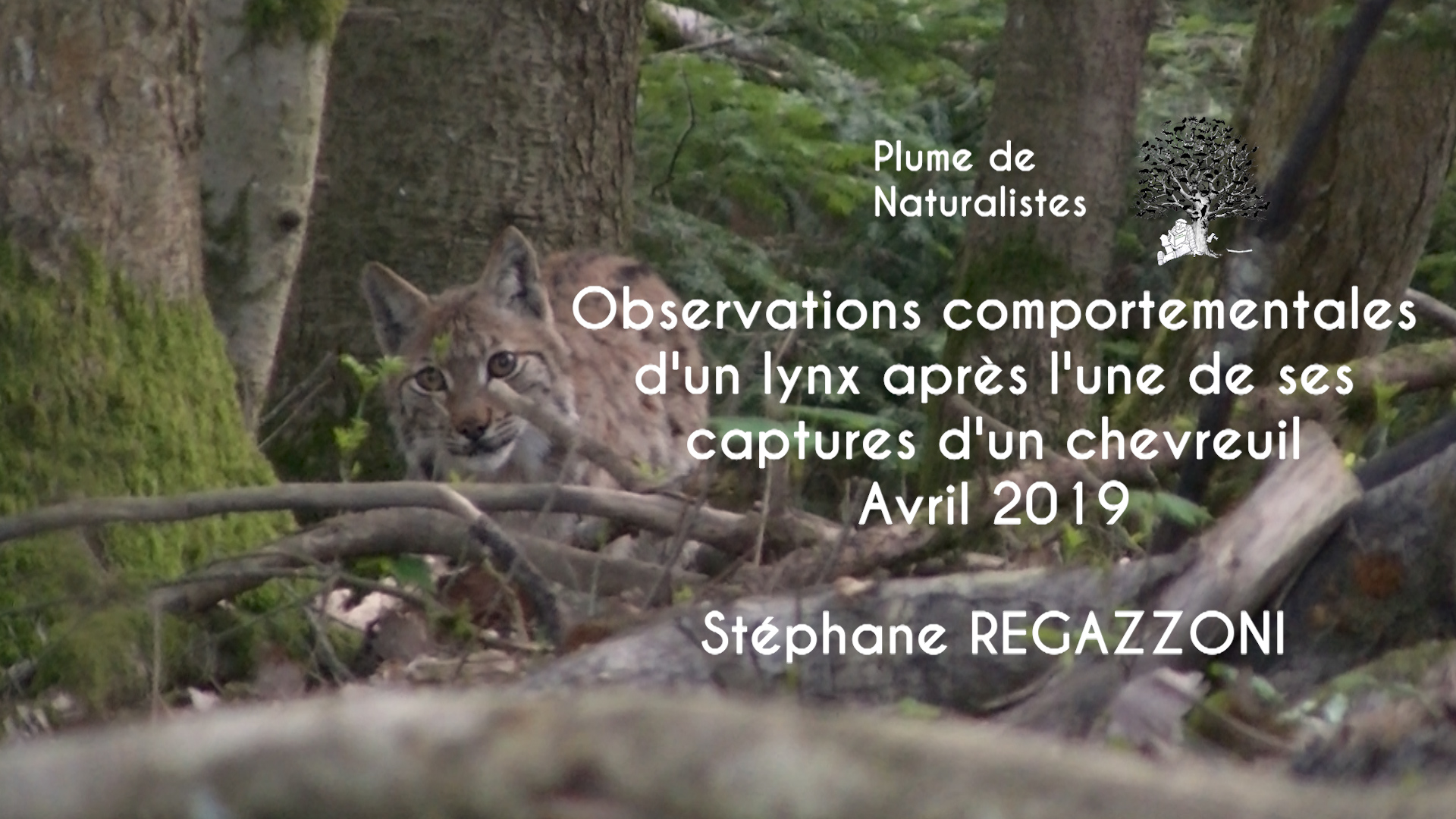 Observations comportementales d'un lynx après l'une de ses captures d'un chevreuil en avril 2019