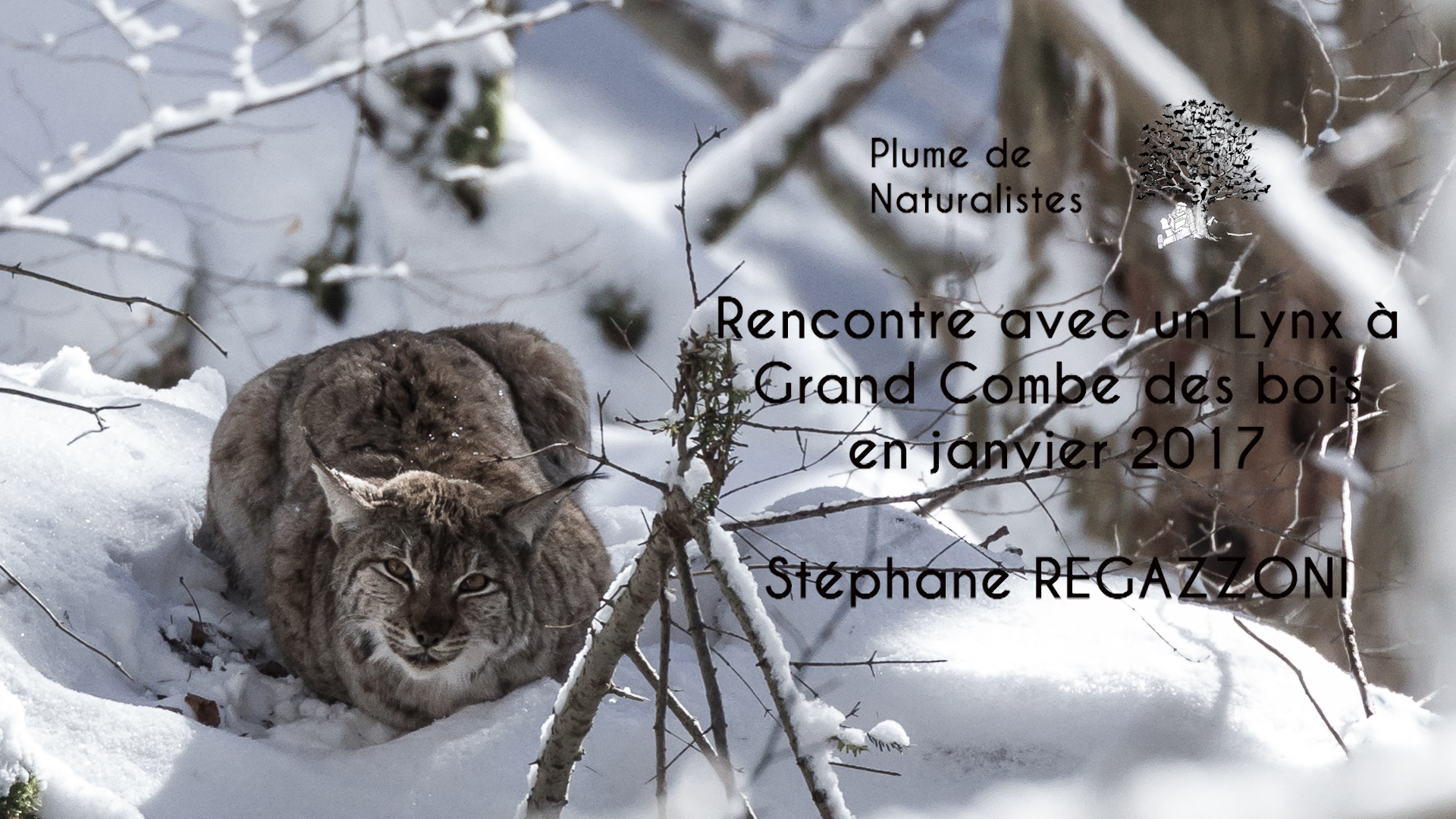 Rencontre avec un Lynx à Grand Combe des bois en janvier 2017