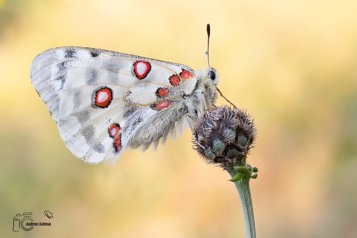 Der Mosel Apollo  (Parnassius apollo vinningensis)