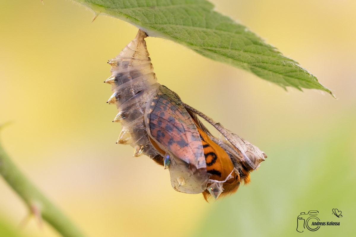 Metamorphose vom Brombeer-Perlmuttfalter