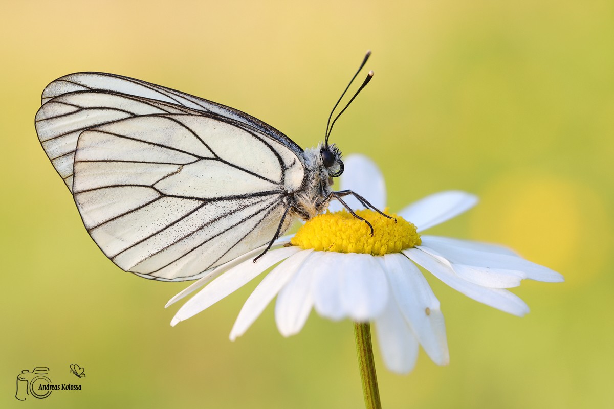Schmetterlingszauber der Eifel 18.0