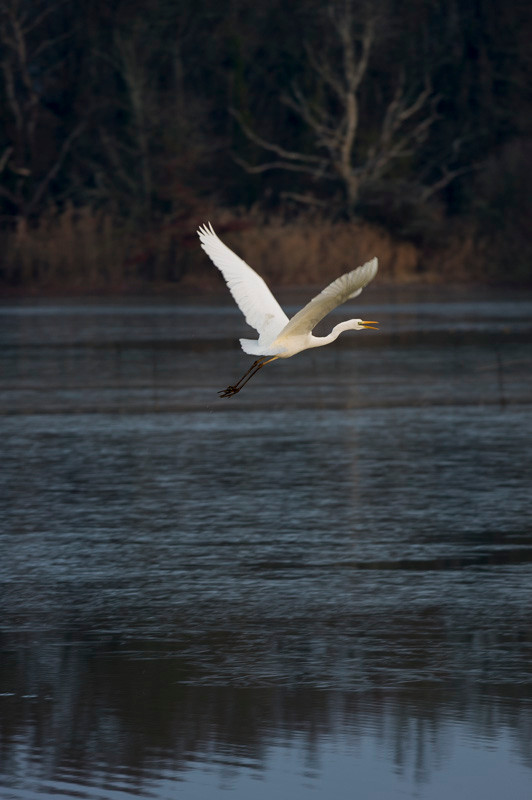 Grande aigrette - Saint-Michel-en-Brenne (36) - 17/01/2016