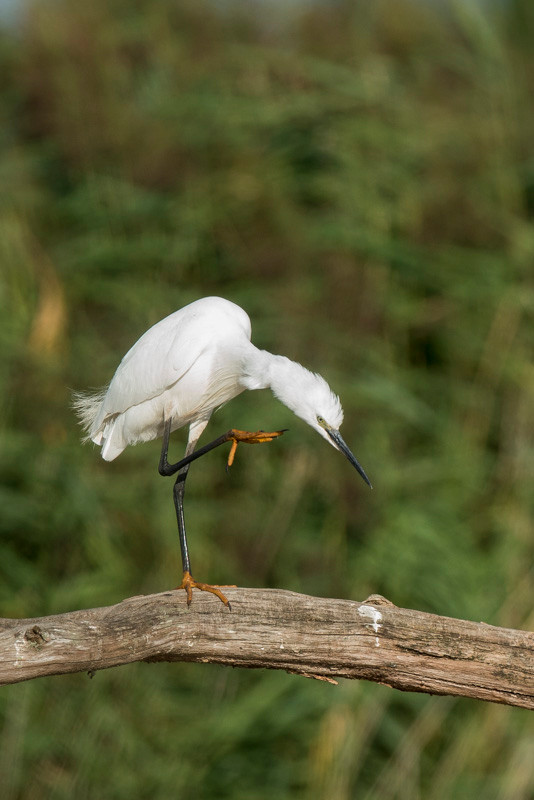 Aigrette garzette - Saint-Michel-en-Brenne (36) - 22/08/2015