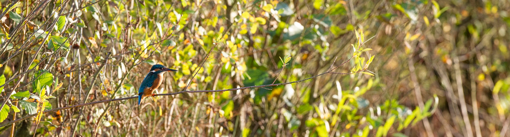 Martin pêcheur - St Cyr (86) - 07/11/2015