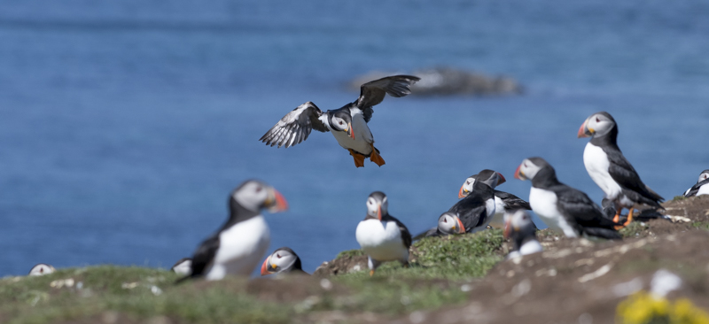 Macareux moine - Ecosse - Île de Lunga - 13/07/2016