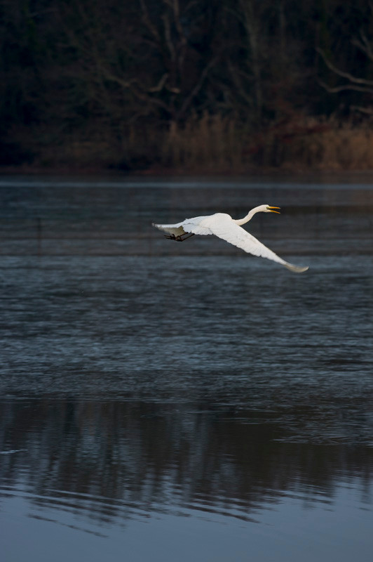 Grande aigrette - Saint-Michel-en-Brenne (36) - 17/01/2016