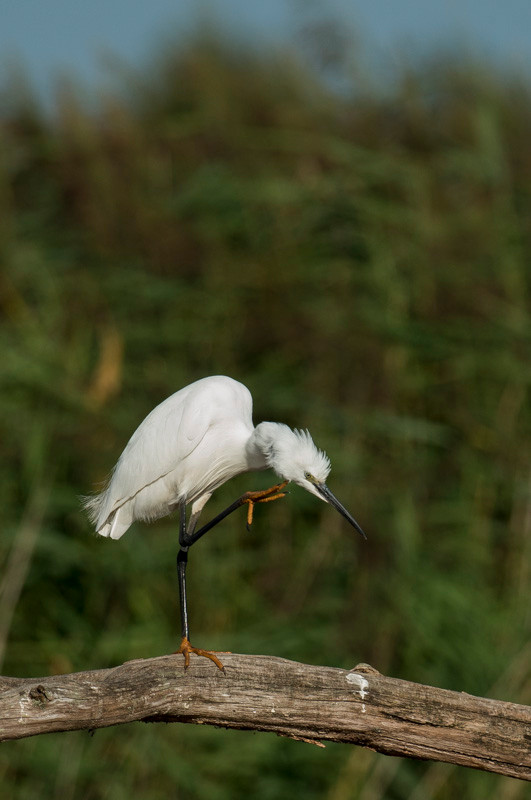 Aigrette garzette - Saint-Michel-en-Brenne (36) - 22/08/2015