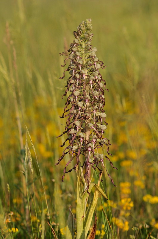 Himantoglossum hircinum (L.) Spreng. - Orchis à odeur de bouc - Buxerolles (86) - 08/06/2010