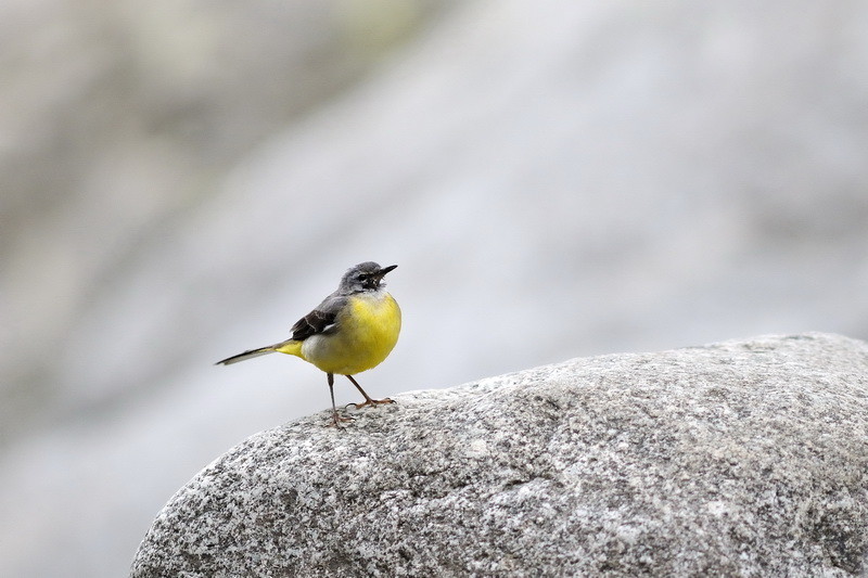 Bergeronnette des ruisseaux - Motacilla cinerea