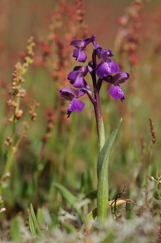 Anacamptis morio (L.) R.M.Bateman, Pridgeon & M.W.Chase - Orchis bouffon - Ligugé (86) - 15/04/2012