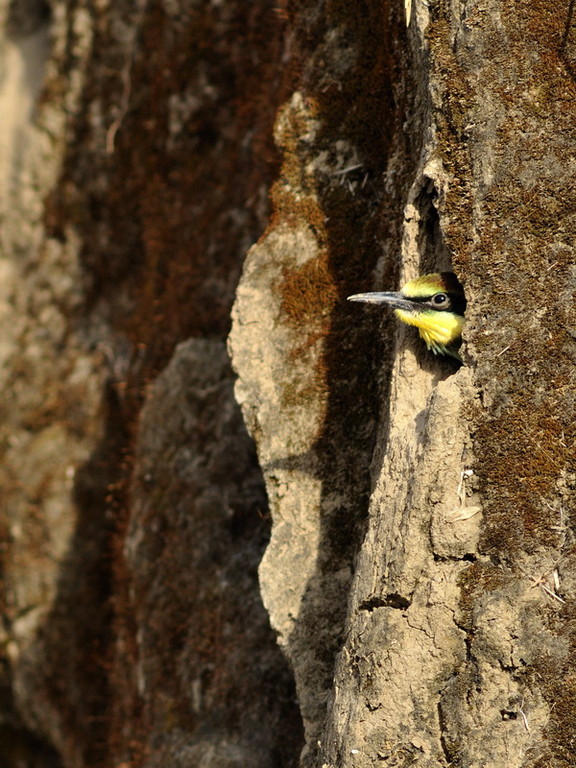 Guêpier d'Europe - Merops apiaster