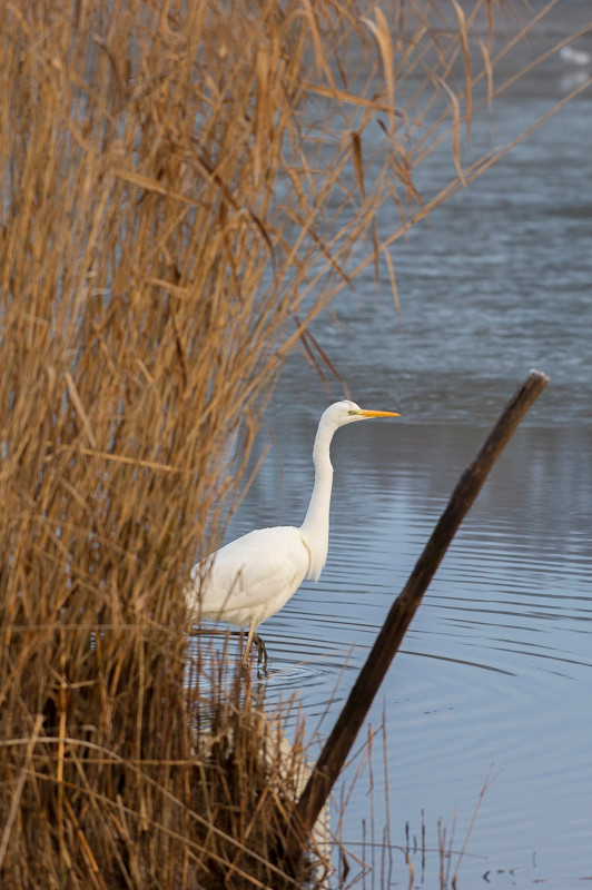 Grande aigrette - Saint-Michel-en-Brenne (36) - 17/01/2016