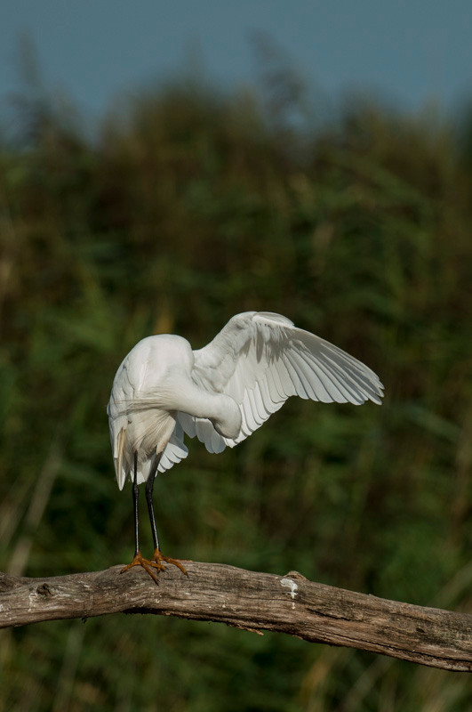 Aigrette garzette - Saint-Michel-en-Brenne (36) - 22/08/2015