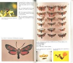 Guia de mariposas diurnas de la Peninsula Iberica - exemple de pages