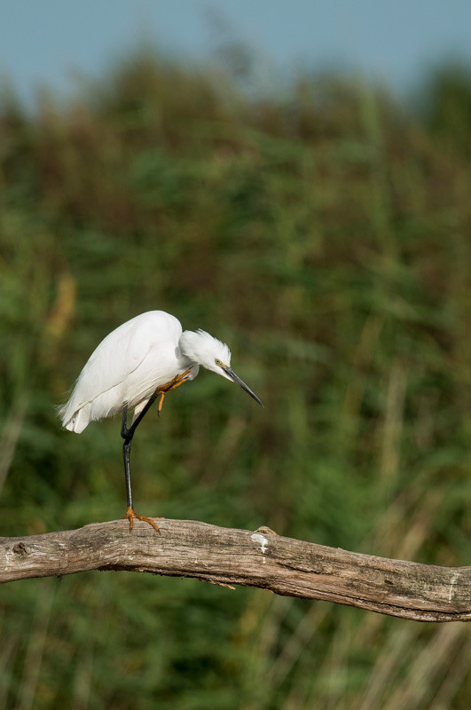 Aigrette garzette - Saint-Michel-en-Brenne (36) - 22/08/2015