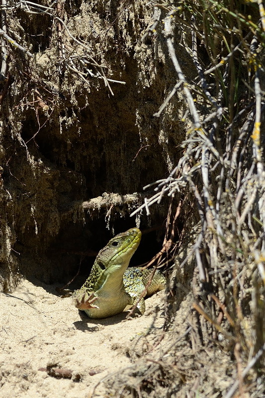 Lézard ocellé ♀ - Ile d'Oléron (17) - 14 avril 2014 