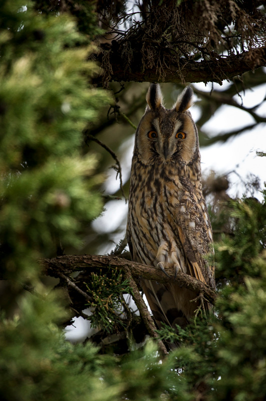 Hibou moyen-duc - St Julien l'Ars (86) - 02/02/2016