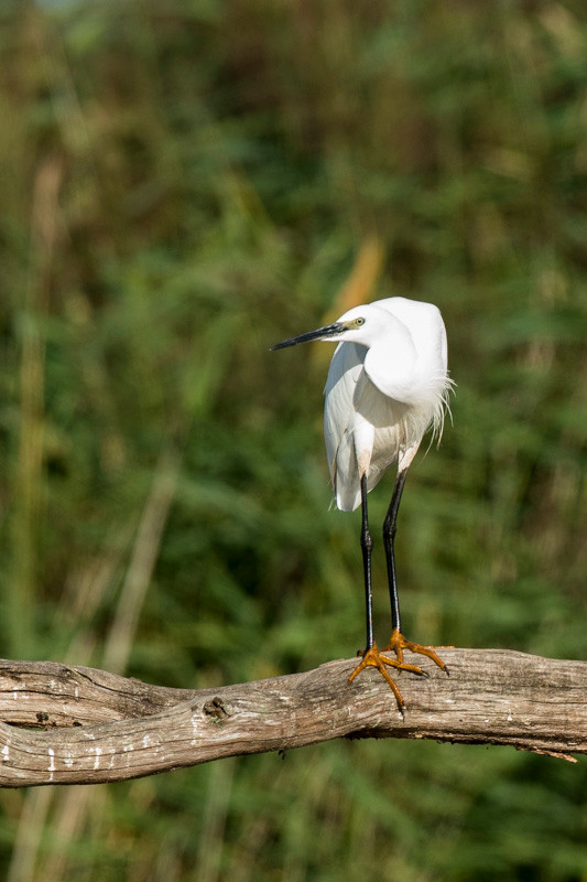 Aigrette garzette - Saint-Michel-en-Brenne (36) - 22/08/2015