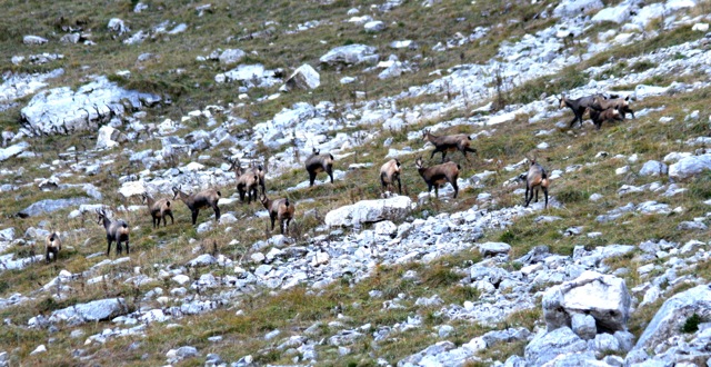 Dass es der Gams (zahlenmäßig zu) gut geht, zeigen nicht nur solche Bilder (Photo M. Süß)