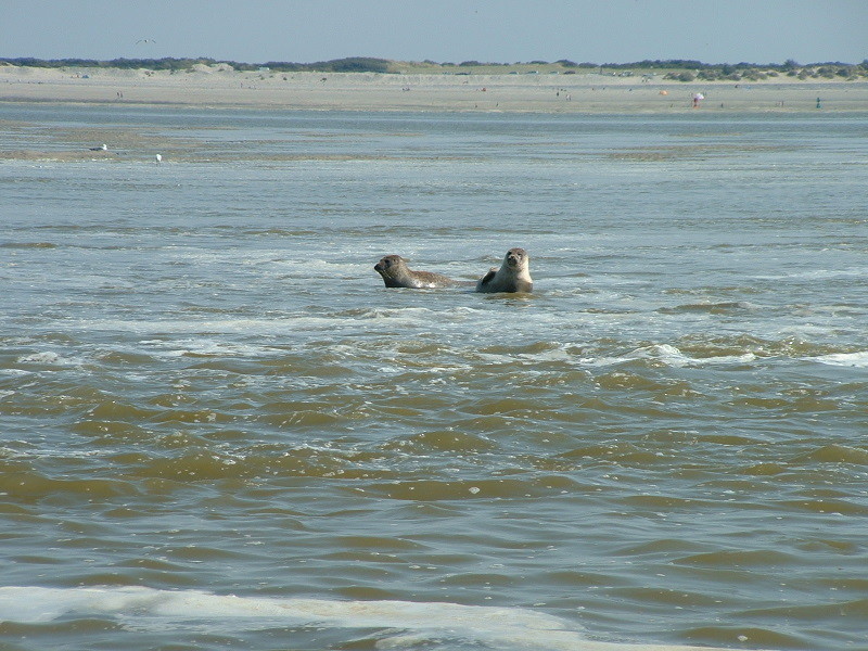 Phoques en Baie de Somme